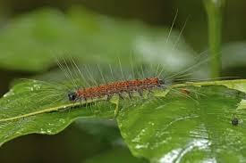 Attēlu rezultāti vaicājumam “Lymantriidae”