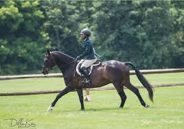 Image result for South Weylands Equestrian