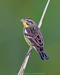 Image result for Emberiza aureola