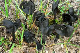 Attēlu rezultāti vaicājumam “Helvella atra”