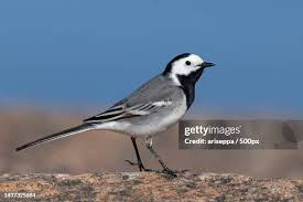 Image result for Motacilla alba