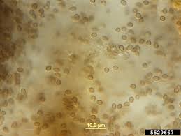 Attēlu rezultāti vaicājumam “Craterium leucocephalum var. scyphoides stalked”