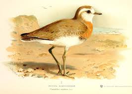Image result for Charadrius asiaticus