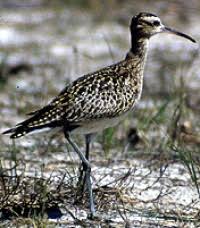 Image result for Numenius minutus