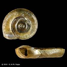 Attēlu rezultāti vaicājumam “Planorbis planorbis”