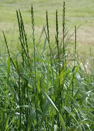 Attēlu rezultāti vaicājumam “Elytrigia repens”