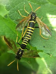Attēlu rezultāti vaicājumam “Tenthredo scrophulariae”