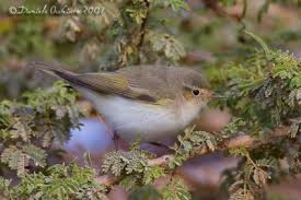 Image result for Phylloscopus orientalis