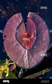 Attēlu rezultāti vaicājumam “Nymphaea candida leaf”