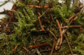 Attēlu rezultāti vaicājumam “Sciuro-hypnum curtum”