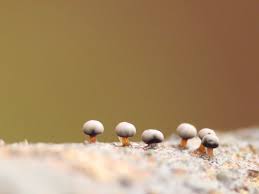 Attēlu rezultāti vaicājumam “Diderma montanum var. album macro”