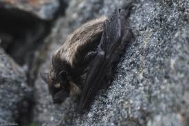 Attēlu rezultāti vaicājumam “Eptesicus nilssonii”