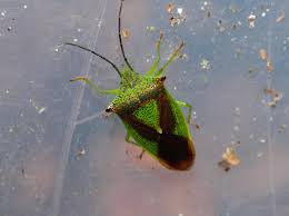 Attēlu rezultāti vaicājumam “Acanthosoma haemorrhoidale”