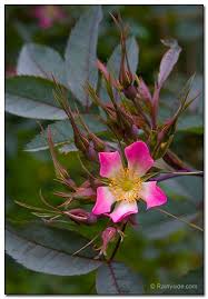 Attēlu rezultāti vaicājumam “Rosa glauca flower”