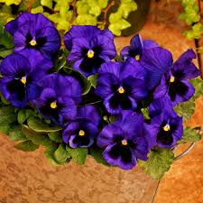 Image result for Viola wittrockiana