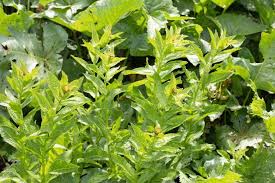 Attēlu rezultāti vaicājumam “Inula britannica leaf”