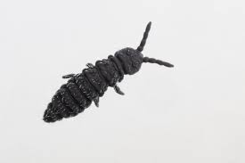 Attēlu rezultāti vaicājumam “Hypogastrura sp.”