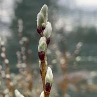 Attēlu rezultāti vaicājumam “Salix lapponum”