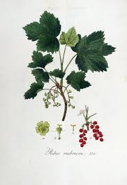 Attēlu rezultāti vaicājumam “Ribes rubrum leaf”
