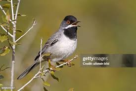 Image result for Sylvia rueppelli