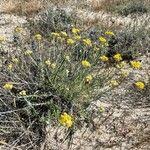 Attēlu rezultāti vaicājumam “Helichrysum arenarium bud”