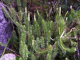 Attēlu rezultāti vaicājumam “Lycopodium dubium”