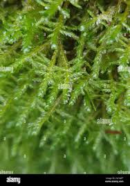 Attēlu rezultāti vaicājumam “Neckera complanata sporophyte”