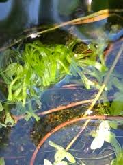 Attēlu rezultāti vaicājumam “Riccia canaliculata”