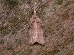 Attēlu rezultāti vaicājumam “Capua vulgana”