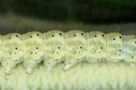 Attēlu rezultāti vaicājumam “Cucullia lucifuga larva”