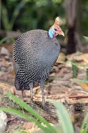 Attēlu rezultāti vaicājumam “Numida meleagris”