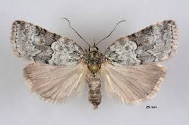 Attēlu rezultāti vaicājumam “Nycteola degenerana”