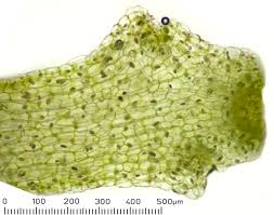 Attēlu rezultāti vaicājumam “Riccardia multifida”