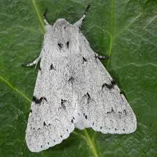 Attēlu rezultāti vaicājumam “Acronicta leporina larva”