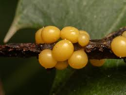 Attēlu rezultāti vaicājumam “Trichia varia spores”