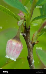 Attēlu rezultāti vaicājumam “Vaccinium uliginosum bud”