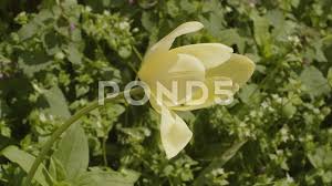 Attēlu rezultāti vaicājumam “Tulipa gesneriana flower”