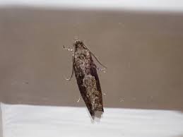 Attēlu rezultāti vaicājumam “Epinotia immundana”