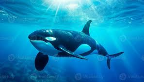 Image result for Orcinus orca