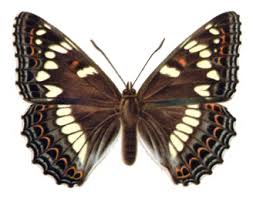 Attēlu rezultāti vaicājumam “Limenitis populi upperside”