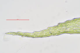 Attēlu rezultāti vaicājumam “Brachytheciastrum velutinum”