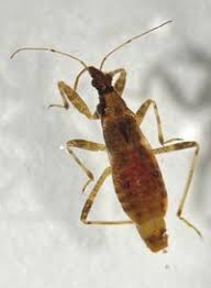 Attēlu rezultāti vaicājumam “Nabidae”