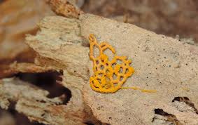 Attēlu rezultāti vaicājumam “Hemitrichia serpula”