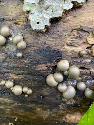 Attēlu rezultāti vaicājumam “Lycogala cf. fossiculatum sessile”