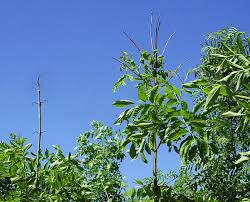 Attēlu rezultāti vaicājumam “Hymenoscyphus sp.”