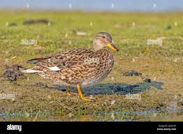 Attēlu rezultāti vaicājumam “Anas strepera female”