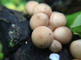 Attēlu rezultāti vaicājumam “Lycoperdon pyriforme”