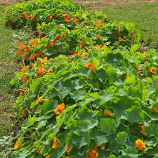 Attēlu rezultāti vaicājumam “Tropaeolum majus”