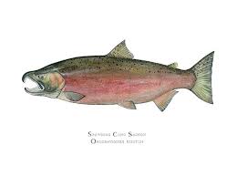 Image result for Oncorhynchus kisutch