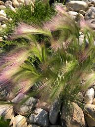 Attēlu rezultāti vaicājumam “Hordeum jubatum”